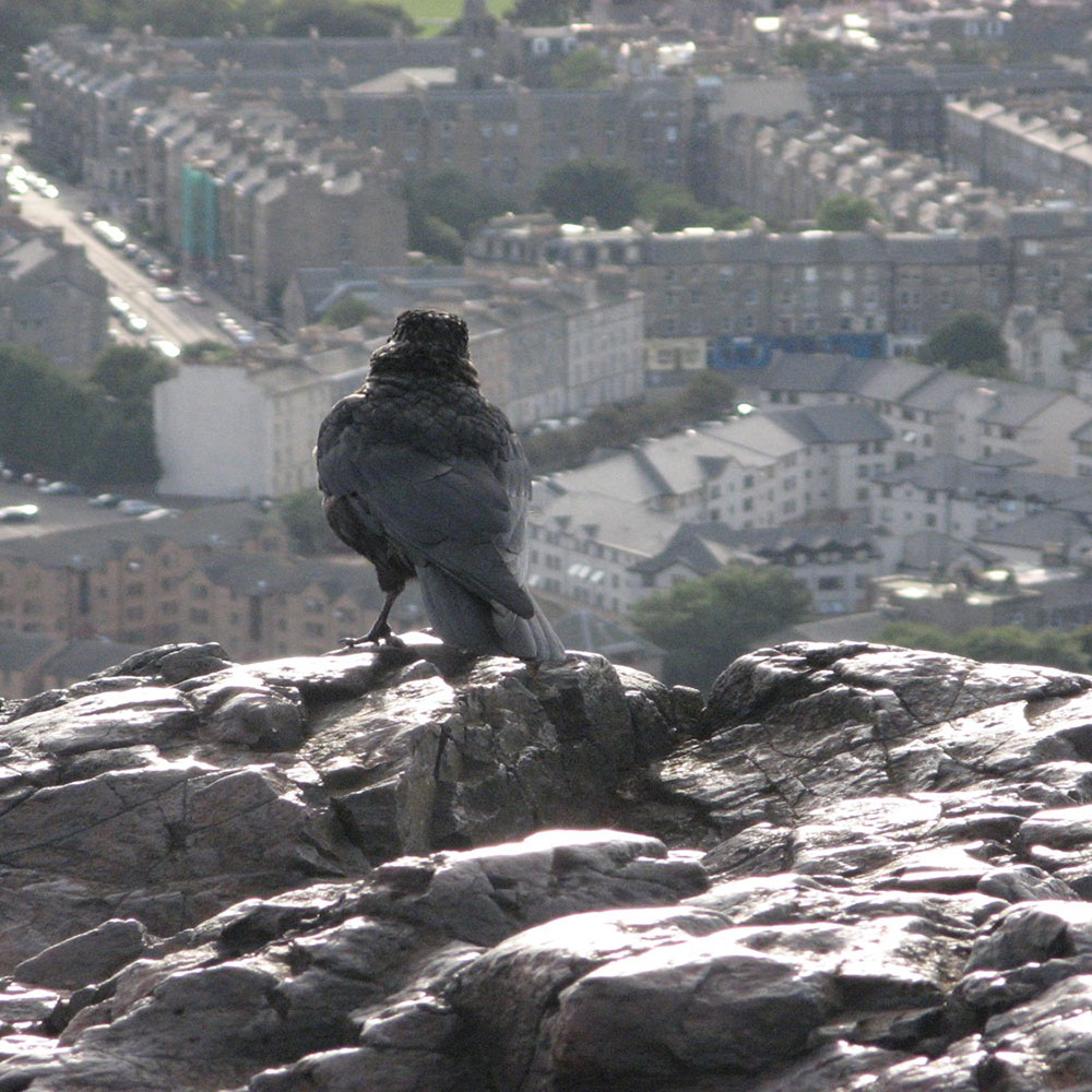 A rook perches centre shot in focus on a pile of sun dappled rocks, it stares down over an out of focus city scape.